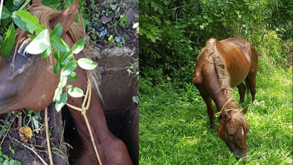  Video: Pidieron ayuda por “Facebook” para su yegua que cayó en un pozo en Luquillo 