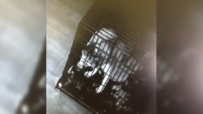 Video: Perro intenta gran escape del veterinario