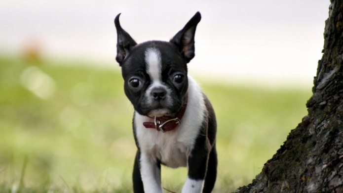 Unas 600 mascotas han muerto en EE.UU. por intoxicaciÃ³n con comida china.