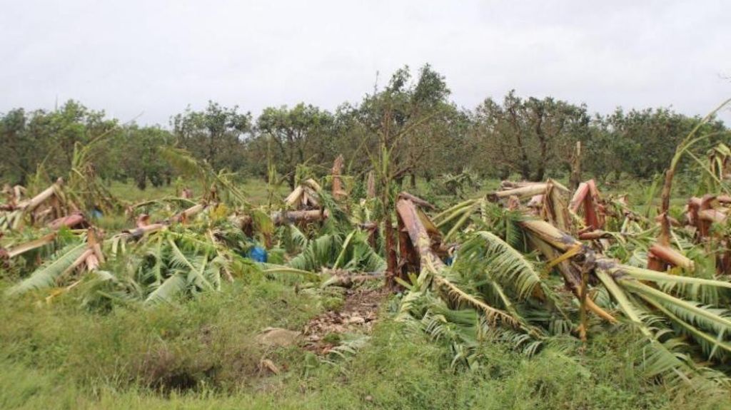  Resiliencia de la agricultura y la industria avícola (Opinión) 
