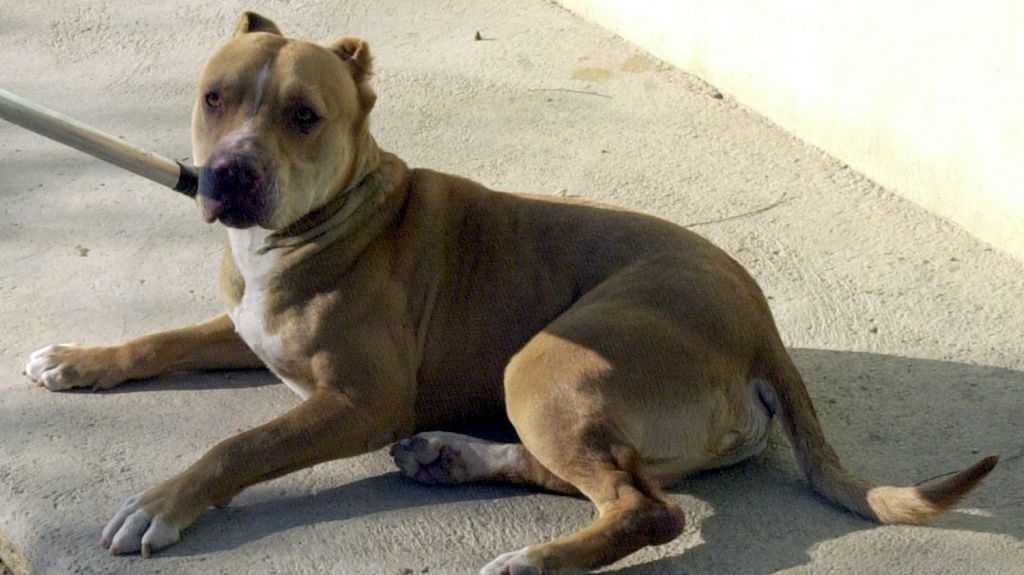  Muere ni&ntilde;a de 6 a&ntilde;os mordida por un pitbull en Florida 