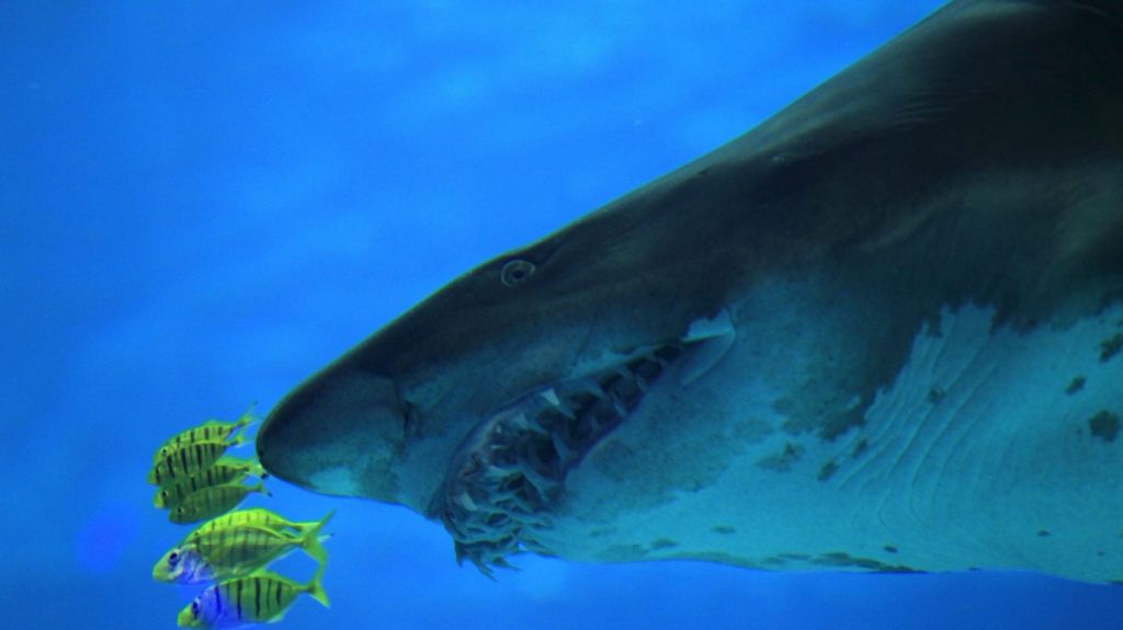  Un nadador muere por un ataque de tibur&oacute;n en noreste de EE.UU. 