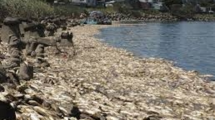 Video: Miles de peces muertos en los rÃ­os de TaiwÃ¡n tras una ola de calor
