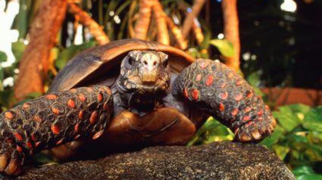  Roban tortuga de patas rojas valorada en mil d&oacute;lares desde residencia en Manat&iacute; 