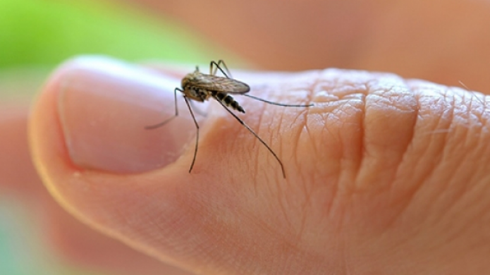 Alerta: Advierten que el "Mayaro", nuevo virus transmitido por el mosquito Aedes aegypti, podrÃ­a detectarse en meses en la isla