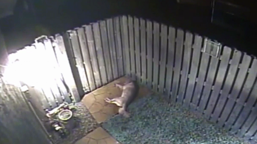 Video: La PolicÃ­a busca al hombre que matÃ³ a un perro e hiriÃ³ a otro en Florida