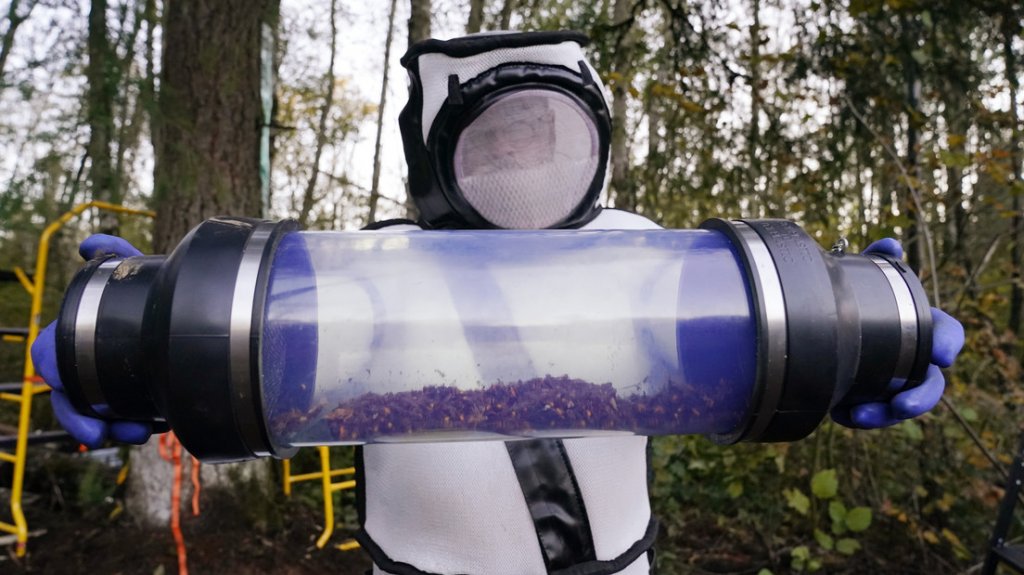  Fotos:T&eacute;cnicos fuertemente protegidos aspiran a los avispones asi&aacute;ticos &ldquo;asesinos&ldquo; y destruyen su primer nido hallado en EE.UU. 