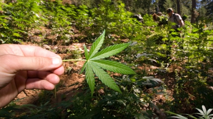 DiscutirÃ¡n nuevas enmiendas al reglamento del cannabis medicinal en seminario ocupacional