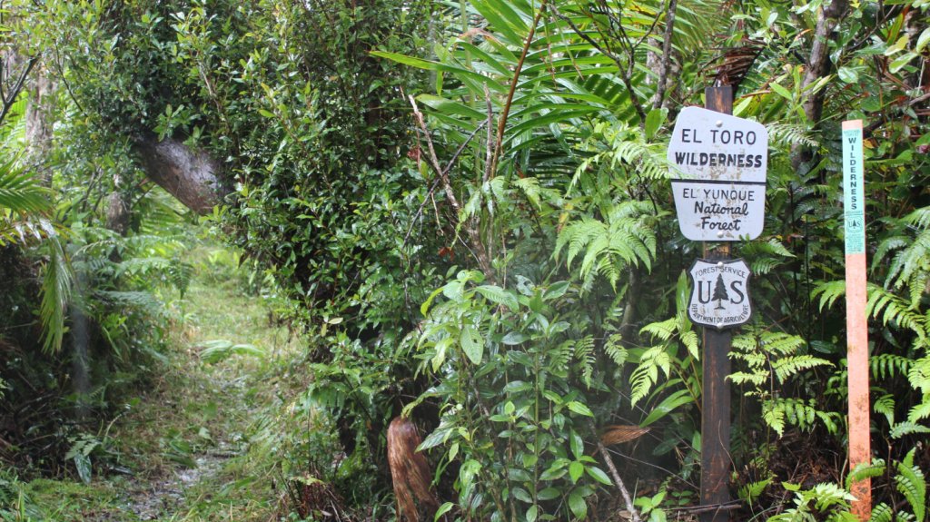  Reportan muerte accidental de un turista en Naguabo 