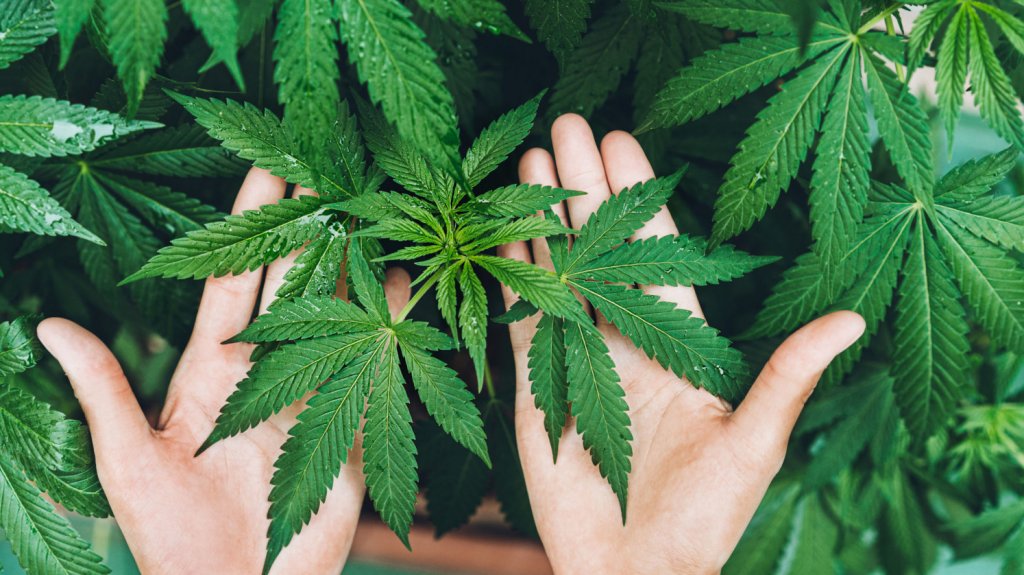  Analizarán la perspectiva legal, socioeconómica y sistemas de calidad del cannabis y cáñamo en la Isla 