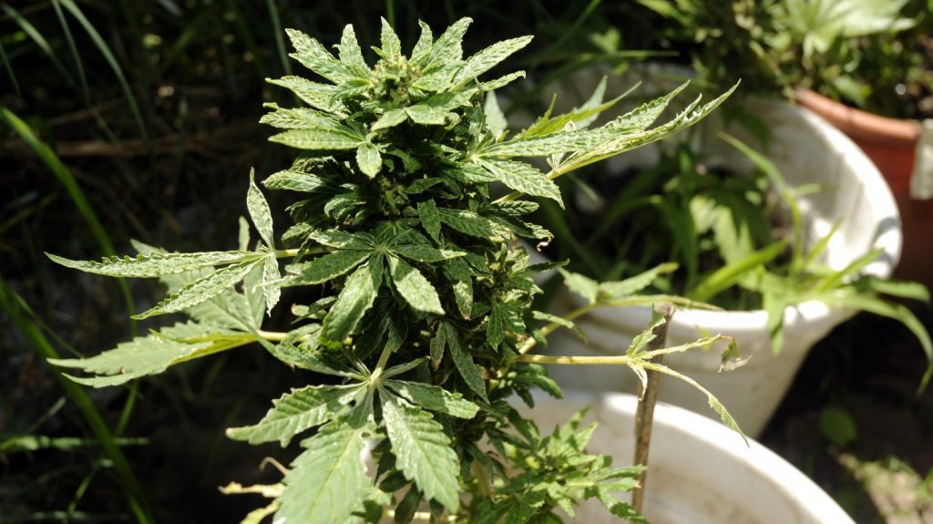  Iglesia de los mormones afloja postura sobre marihuana pero no sobre el caf&eacute; y t&eacute; 