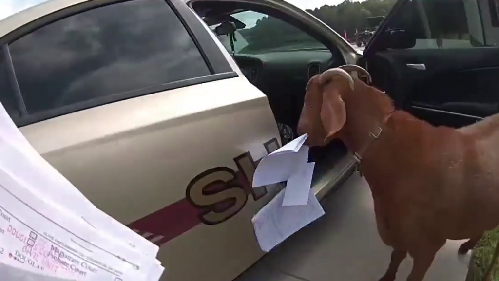  Video: una Cabra se sube a una patrulla de la polic&iacute;a y se come varios documentos oficiales 