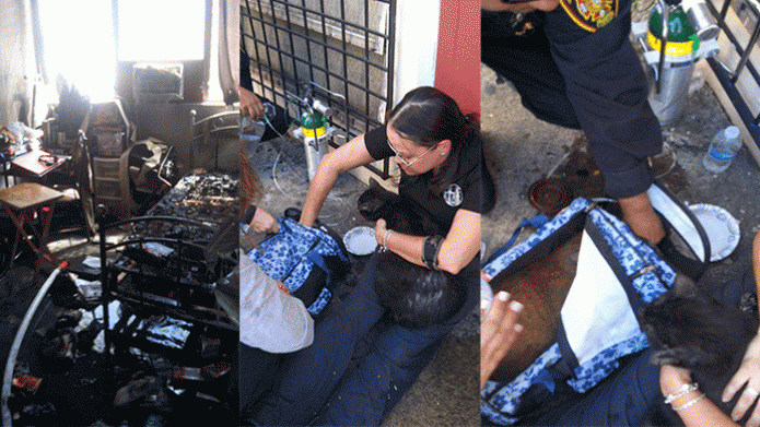 BOMBEROS BRINDAN OXÃGENO A DAMA Y SUS DOS GATOS EN INCENDIO EN SAN JUAN