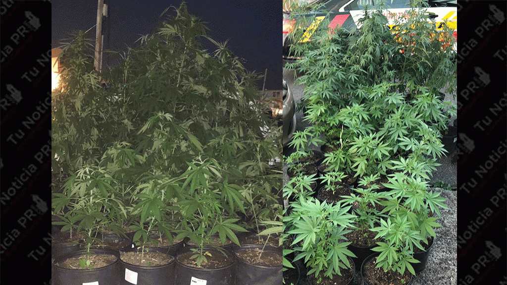  Arrestan dos mujeres y le ocupan matas de marihuana en Juncos 