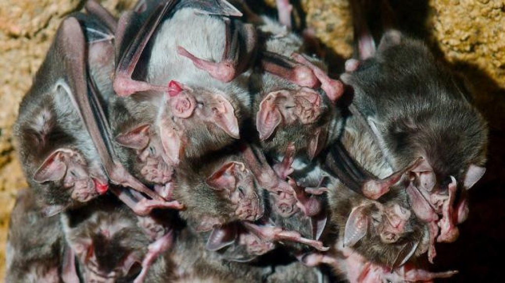  Alejamiento gregario de murci&eacute;lagos cuando est&aacute;n enfermos es descubrimiento cient&iacute;fico que debe servir de ejemplo 