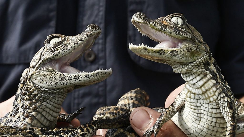  Advierten que tirar drogas por el retrete puede crear caimanes adictos 