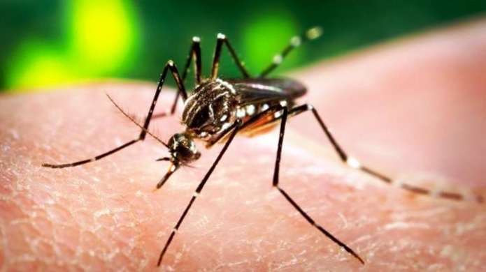 Agencia federal otorga mÃ¡s de dos millones de dÃ³lares para combatir al zika en la montaÃ±a