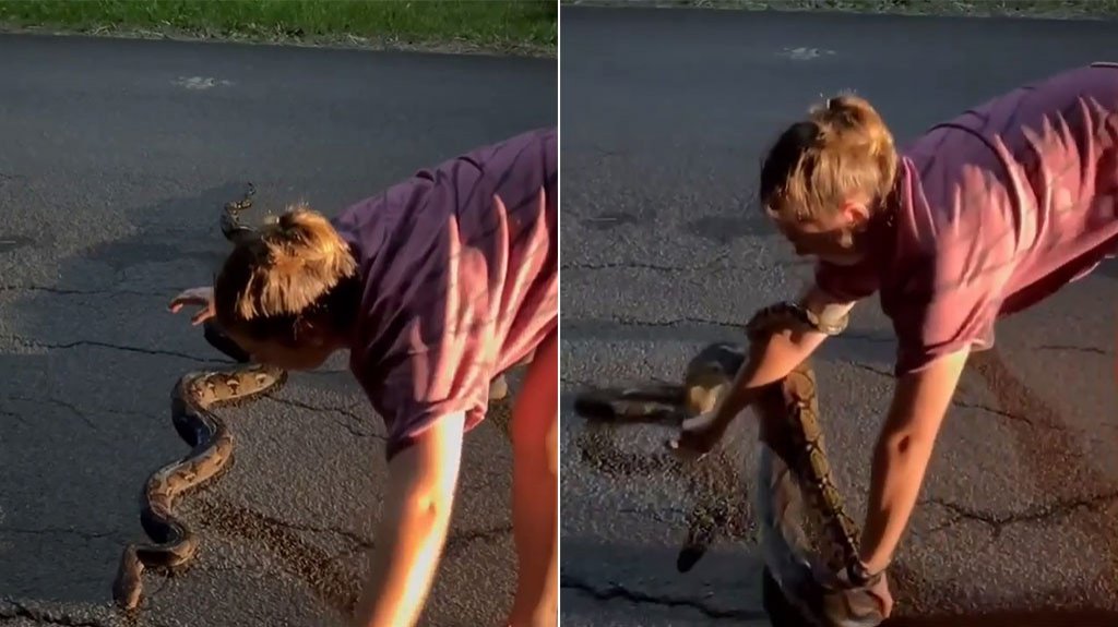  Video: Momento en que mujer en Guaynabo captura gigantesca serpiente 