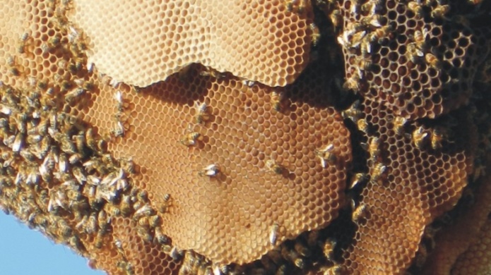 Denuncian eliminación de abejas con líquido de fregar por parte de municipio de Toa Baja