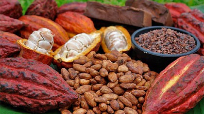 Evaluan el cultivo de cacao de calidad 
como alternativa de desarrollo agrÃ­cola 

