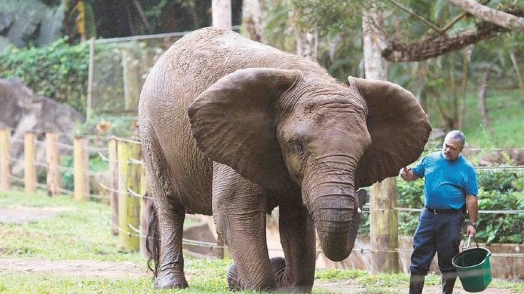  Realizan protesta frente a La Fortaleza para reclamar el cierre del zool&oacute;gico de Mayag&uuml;ez 