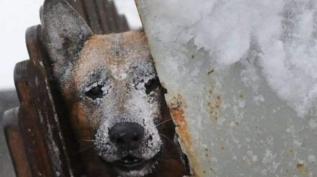  Video: Demasiado frio, hasta los animales se est&aacute;n congelando en Estados Unidos 