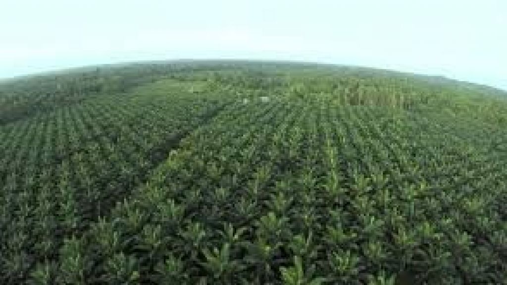  Vea video: Sat&eacute;lites y drones contra la deforestaci&oacute;n del aceite de palma en Indonesia 