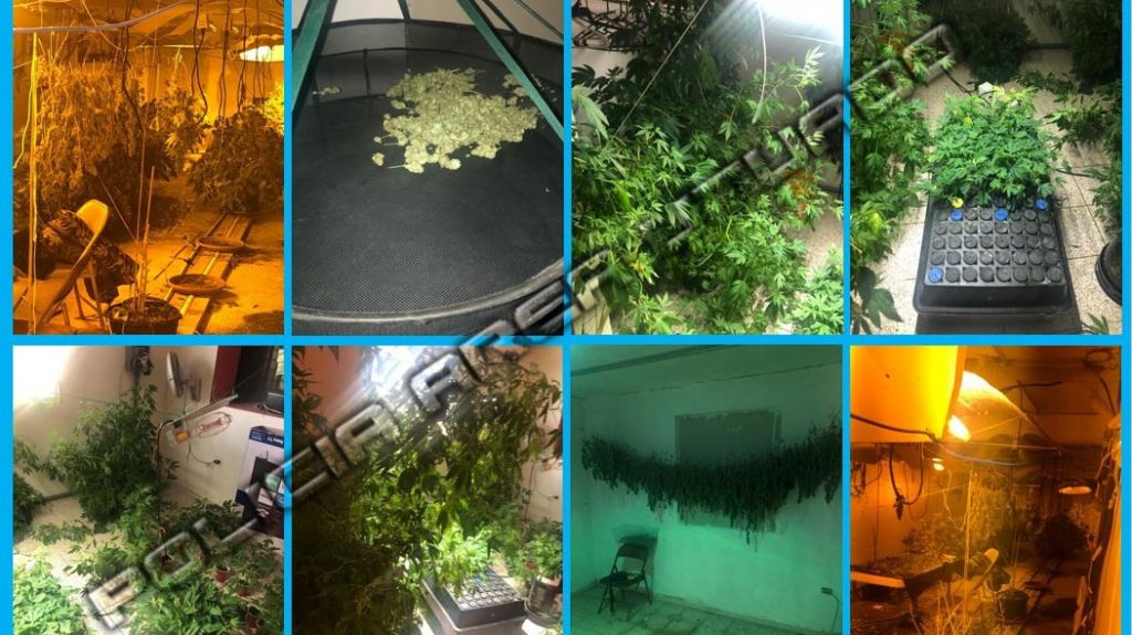  Arrestan a 6 y ocupan gran cantidad de marihuana en invernadero en Utuado 