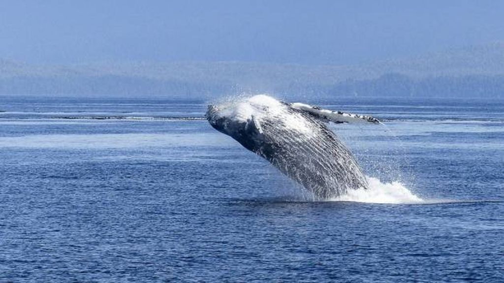  Video Abrolhos, la "cuna" de las ballenas jorobadas en el Atl&aacute;ntico sur 