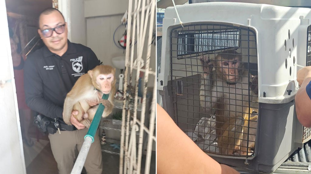  VIDEO: La polic&iacute;a captura un mono en Arecibo 