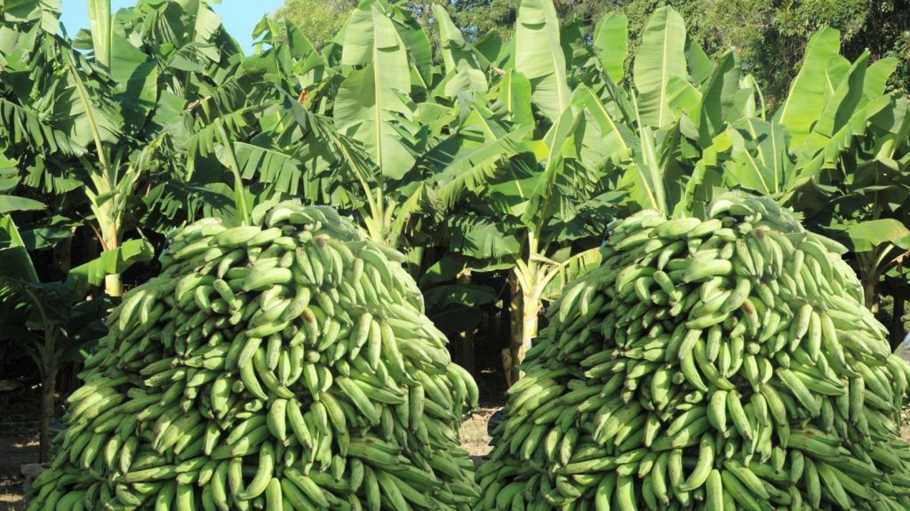  Urgen ayudas para el sector agr&iacute;cola en la regi&oacute;n oeste 