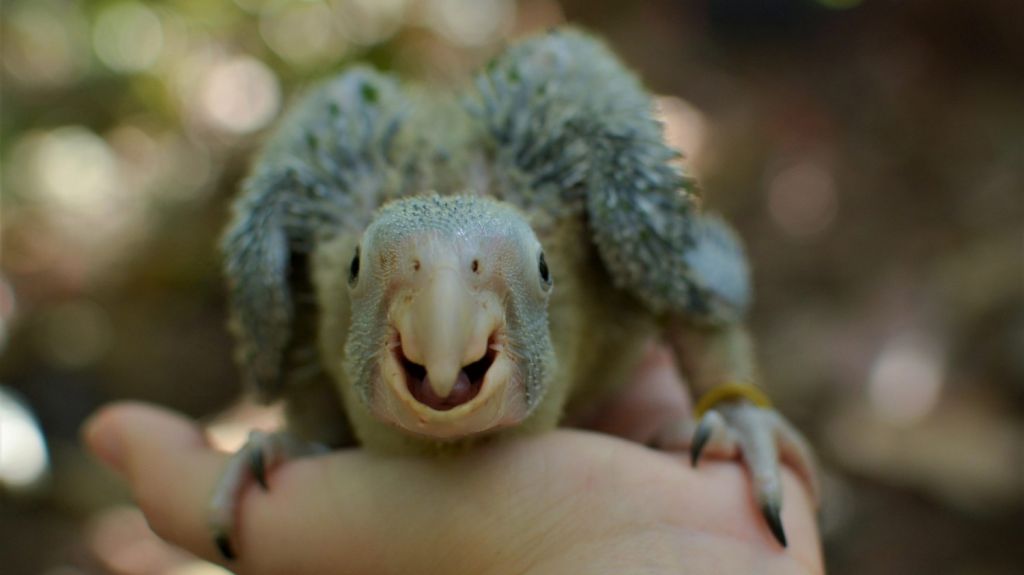  DRNA desmiente que no est&eacute; en funciones el programa de recuperaci&oacute;n de la cotorra puertorrique&ntilde;a: &ldquo;Seguimos trabajando por la protecci&oacute;n de la especie&rdquo; 