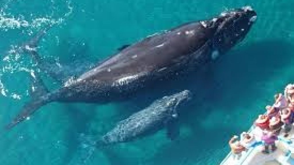  Vea video: La ballena gris llega a los apacibles santuarios mexicanos de Baja California Sur 