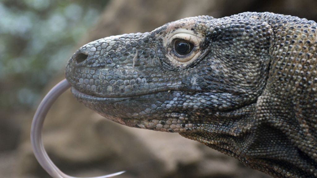  Cient&iacute;ficos muestran por primera vez el genoma del drag&oacute;n de Komodo 