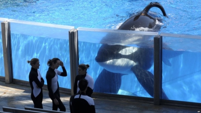 SeaWorld anuncia la muerte de una de sus orcas mÃ¡s conocidas, #Tilikum.