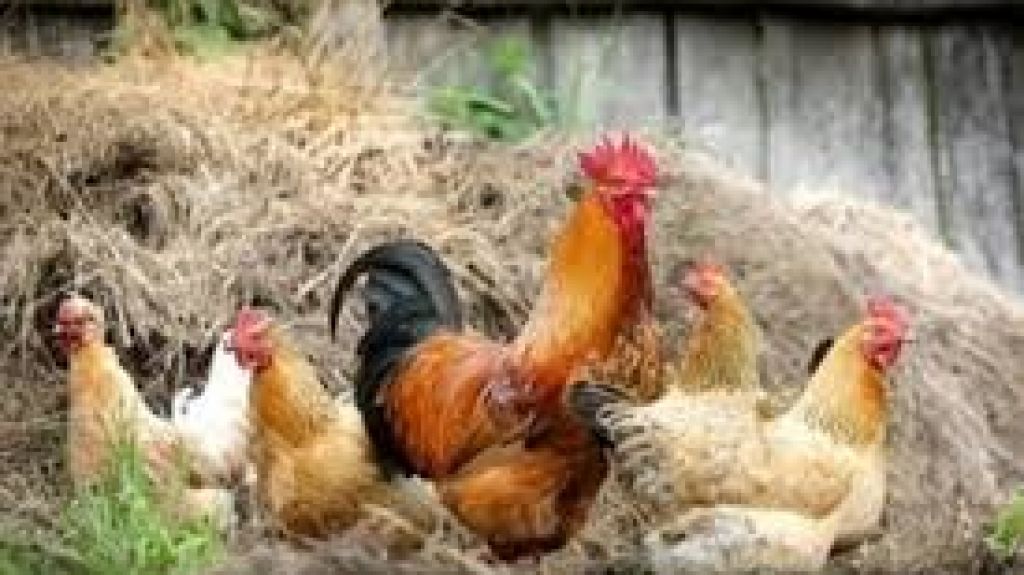  Ganaderos piden sanción para establecimientos que aumenten precios de productos agropecuarios 