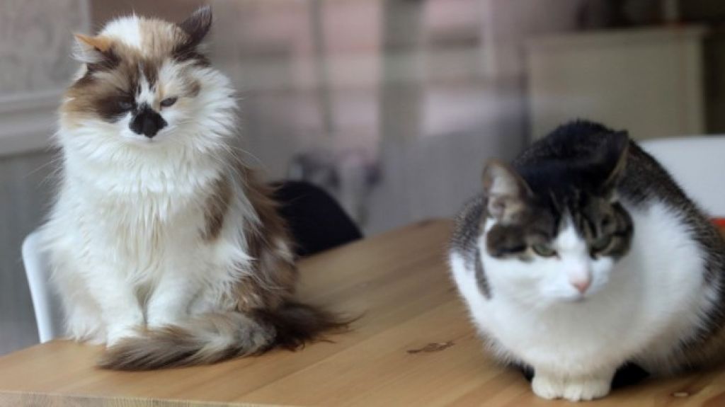  Dos gatos de Nueva York, primeras mascotas con covid-19 en EEUU 