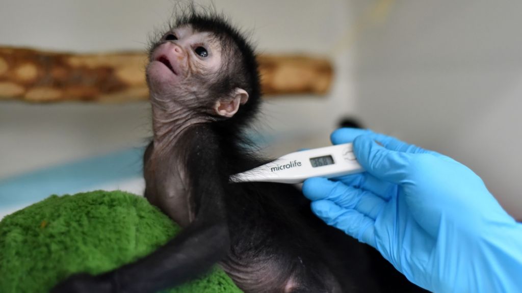  Cient&iacute;ficos identifican a primates portadores del Zika 