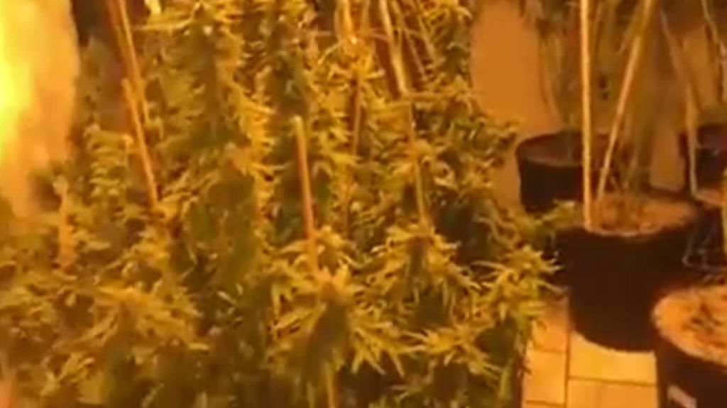  Video ocupan 98 plantas de marihuana en un invernadero en residencia de Isabela 