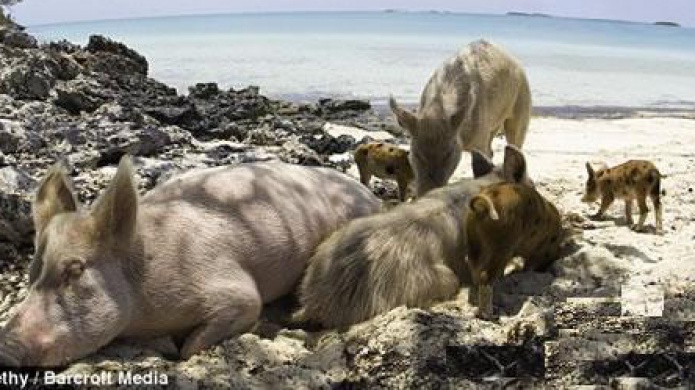 Hallazgo de un caso de brucelosis en un cerdo silvestre en isla de Mona