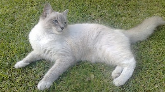 Un gato llamÃ³ a la policÃ­a por accidente 