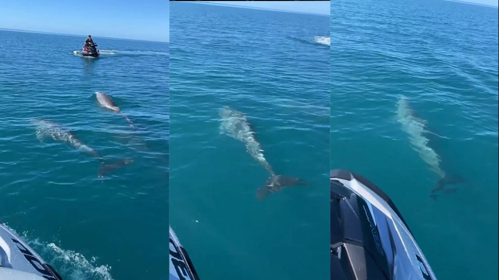  En video: Delfines se pasean hoy junto a corredores de Jetski por la Parguera en Lajas 