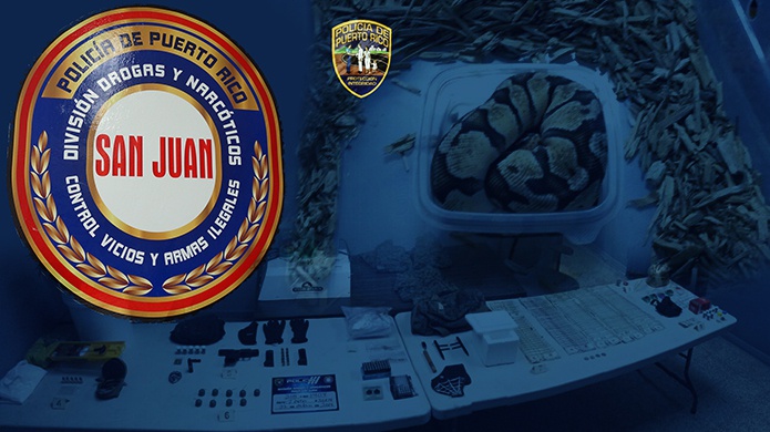 Drogas San Juan Arrestan Padre e Hijo con 4 Serpientes, una Boa y sustancias 