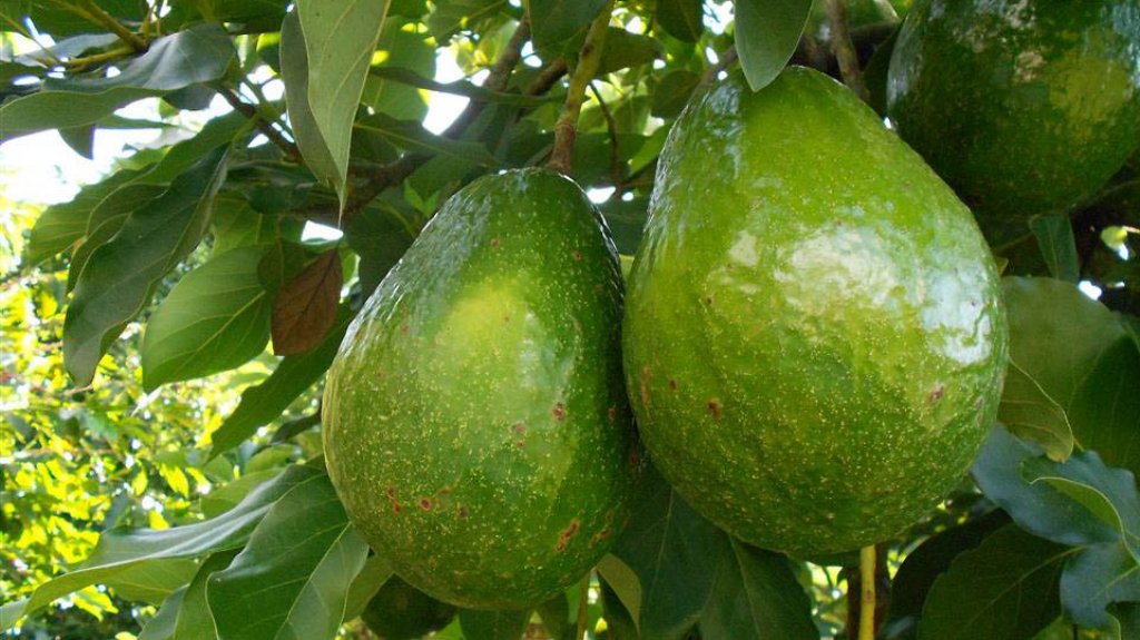  &ldquo;Caco&rdquo; atacan a un hombre para robarle aguacates en Naguabo 