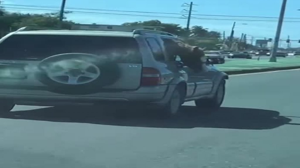  Viral video de Boricua que transporta su caballo en una vitara 