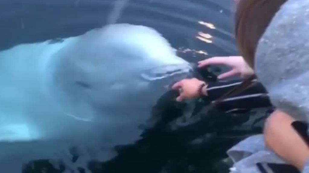  Video: A una mujer se le cae su celular al mar y una ballena &ldquo;beluga&rdquo; lo rescat&oacute; y se lo devolvi&oacute; 