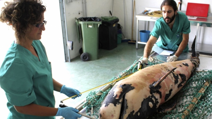 Encuentran una ballena piloto muerta en Vieques