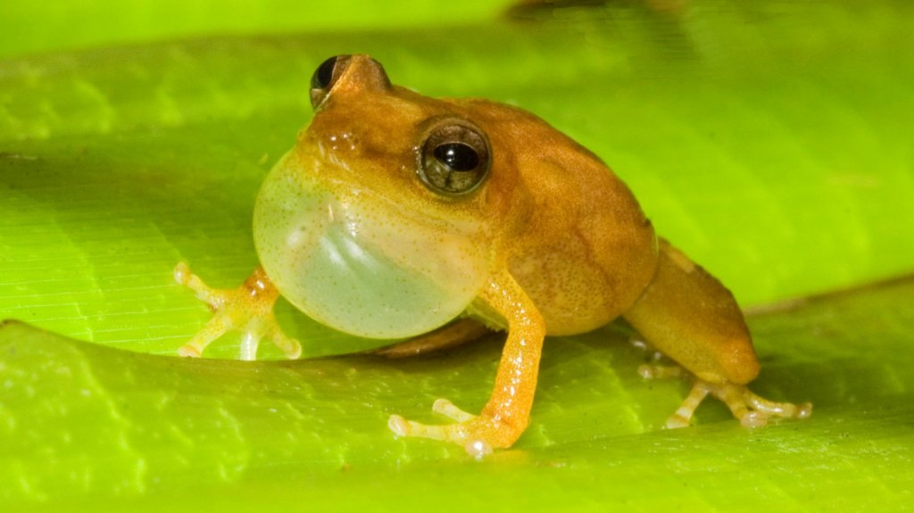  En peligro de extinción 4 especies de coquí 