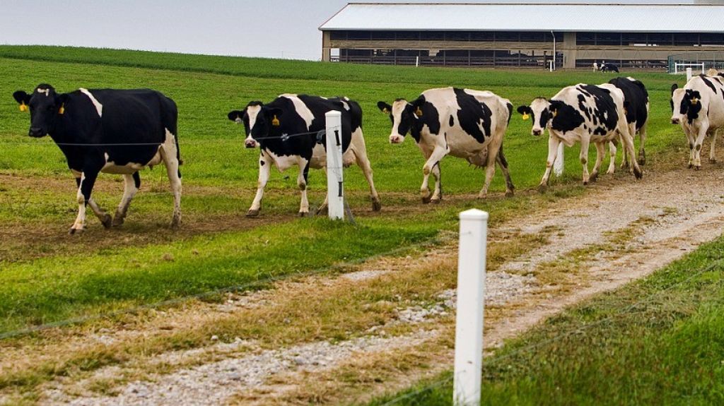  Roban 26 vacas en finca de Aibonito 