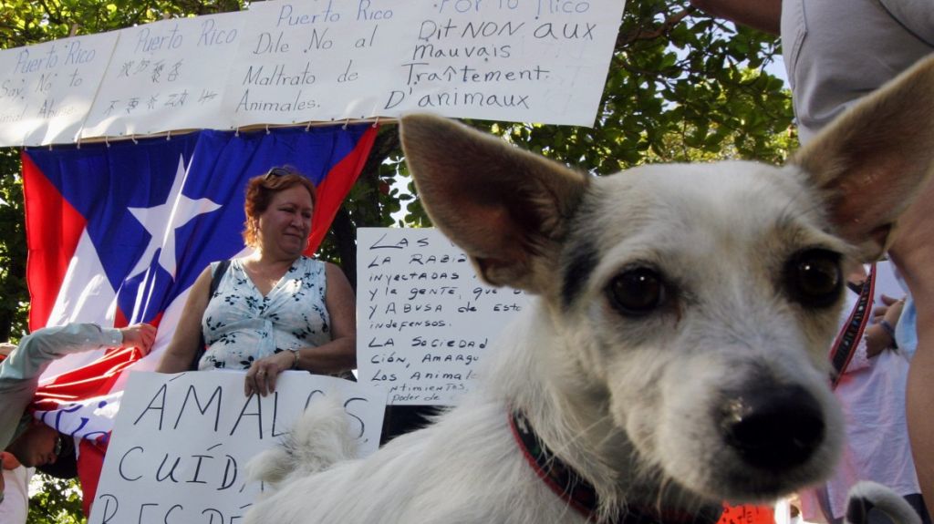  Comienza campa&ntilde;a de esterilizaci&oacute;n masiva de perros y gatos en Puerto Rico 